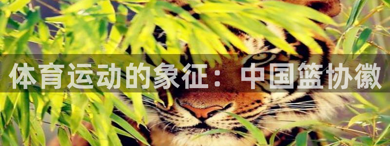 vsport体育官网下载平台APP：体育运动的象征：中国篮协
